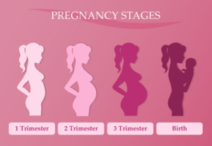 Stages of Pregnancy
