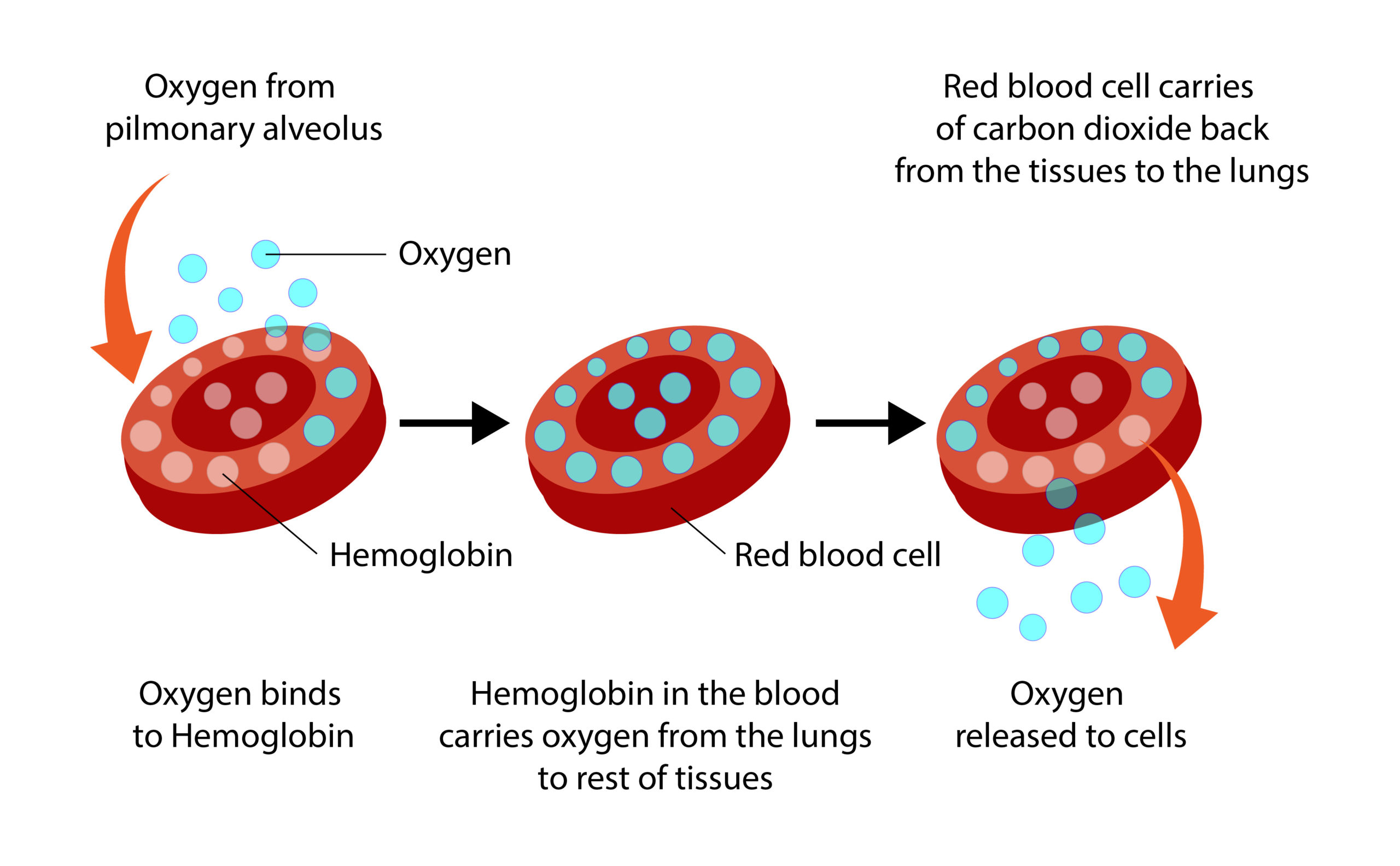 understanding-blood-oxygen-levels-torontek