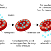 Diagram illustrating the process of understanding blood oxygen levels, highlighting key factors affecting oxygen saturation in the human body